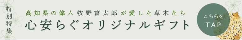 KusaKi バイカオウレンセット